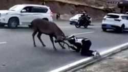 Çin'de geyiğin saldırdığı motosikletlinin zor anları