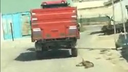 Tekirdağ'da bir köpek, traktöre bağlanarak sürüklendi