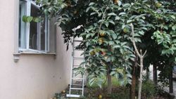 İzmit'te hurma toplarken ölümden döndü