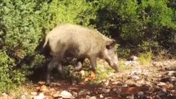 Yabani hayvanlar, fotokapana yakalandı
