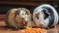 Elon Musk tweetledi: Hamster Coin nedir, ne kadar, kaç TL?