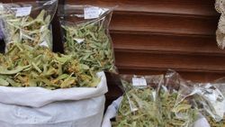 Kışın şifa amaçlı içilen ıhlamurun kilosu 400 liradan satılıyor