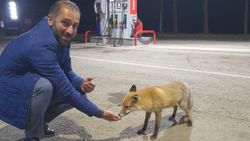 Bayburt'ta akaryakıt istasyonundaki tilkiyi elle beslediler