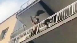 Aydın'da evden kaçan maymun kamerada