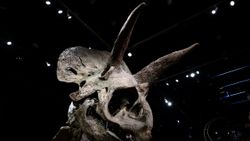 Dinozor 'Big John'un kalıntıları 8 milyon dolara satıldı