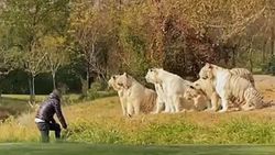Çin’de bir turist, kaplanların yanına girip kışkırtmaya çalıştı