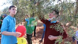 Suriyeli öğrenciler barış ve kardeşlik için zeytin topladı
