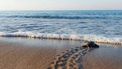 Caretta carettaların yalnızca yüzde 2’si hayatta kalabiliyor