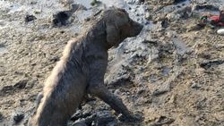 Adana’da balçığa saplanan köpek, can çekişirken kurtarıldı