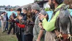 Rize'de şahin ve atmacalar, güzellik yarışmasında boy gösterdi