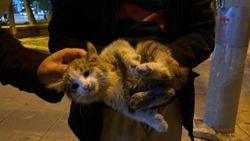 Sivas'ta aracın motoruna giren yavru kedi kurtarıldı