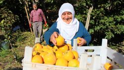 Amasya’da cennet hurması, üreticinin yüzünü güldürdü