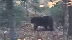 Karabük'te ayıyla karşılaşanlar, kayda almak için yarıştı