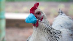 Avrupa'da kuş gribi vakaları yayılıyor