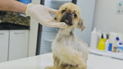 Adana'da çöpte bulunan köpeğe cinsel saldırı iddiası