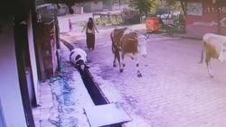 Düzce'de su kanalına düşen ineği vatandaşlar kurtardı