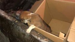 Burdur'da çöpten yavru köpek çıktı