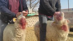 Konya'da ağıla giren kurtlar koyunları parçaladı