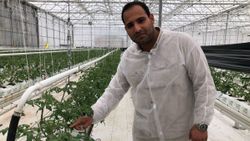 Bursa’da domatesler Hindistan cevizi kabuğuyla üretiliyor