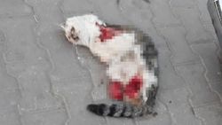 Manisa'da 4 bacağı kesik ölü kediler için ekip kuruldu