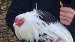 Afyonkarahisar'da kaybolan Japon horozu bulundu