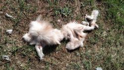 Aydın’da, yüzülmüş köpek derisi ve ölü kedi bulundu