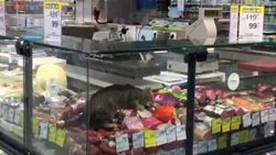 Beylikdüzü’nde, market giren kedi kavurma yedi