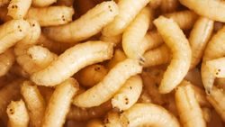 Larva nedir