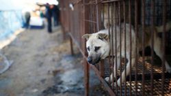 Güney Kore'de köpek eti tüketimi yasaklanabilir