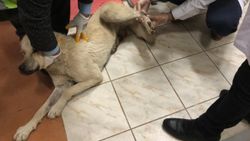 Elazığ’da kamyonetin arkasında sürüklenen köpek, tedavi altına aldı