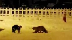 Ardahan'da tilkiyle kedinin kavgası, tebessüm ettirdi