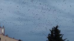 Tekirdağ'da karga istilası