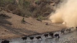 Buffalo sürüsünün aslanlarla mücadelesi