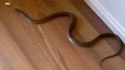 Avusturalyalı çocuk, evinde dünyanın en zehirli ikinci yılanını buldu