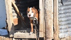 Sivas'ta yasaklı köpekler sahipleri tarafından barınağa gönderildi