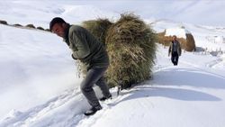 Ağrı'da besiciler hayvanlarına kızaklarla ot taşıyor