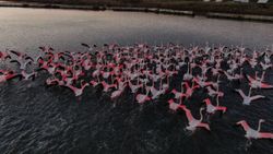 Büyükçekmece'deki flamingolardan renkli görüntüler