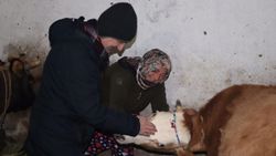 Rize'de doğum sonrası felç geçiren ineğe müdahale edildi