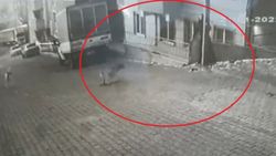 Kastamonu'da sokak köpekleri genç kıza saldırdı