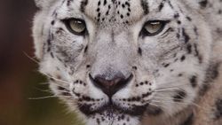Polonya’da kar leoparı koronavirüsten öldü