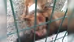 Adıyaman'da kafesi parçalayan pitbull başka bir köpeği boğarak öldürdü