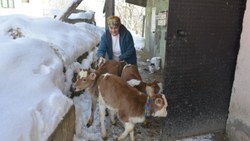 Bolu'da inek üçüz doğurdu