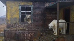 Rusya'da ayılar, terk edilen meteoroloji istasyonunu mesken edindi