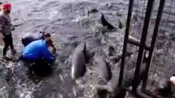 Arjantin’de yalancı katil balinalar kıyıya akın etti