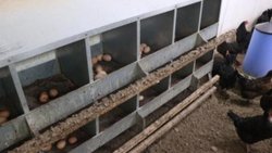 Yumurtada salmonella bakterisi uyarısı: Kirli kabuğun, organiklikle alakası yok
