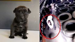 Sarıyer’de yavru köpeği öldüren zanlıya para cezası