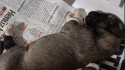 Kırıkkale'deki yavru kangal anne dedi