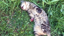 Manisa’da bacakları kesilerek öldürülen kedi sayısı 7 oldu