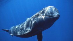 Yeni Zelanda'da karaya vuran pilot balinaların 31 tanesi telef oldu