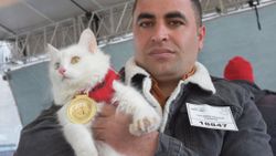 Van’da, kediler arası güzellik yarışması yapıldı